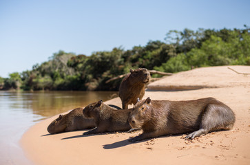 Fototapeta premium A group of capybara, Hydrochoerus hydrochaeris, sitting on the beach in the morning sun. Cuiaba River, Brazil.