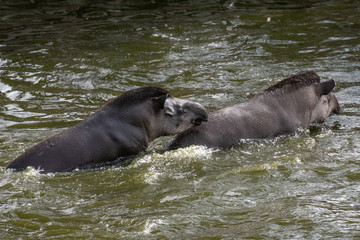 Portrait of two South American tapirs fighting in the water