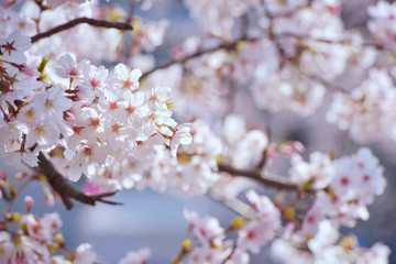 Spring Cherry blossoms, pink flowers.Beautiful spring cherry blossom with extending and connecting branches. Pastel pink background. Shallow depth of field.