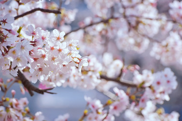 Fototapeta premium Spring Cherry blossoms, pink flowers.Beautiful spring cherry blossom with extending and connecting branches. Pastel pink background. Shallow depth of field.