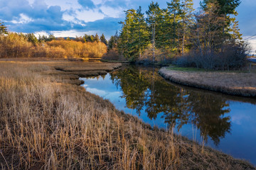 Wetland Slough on Lummi island, Washington. A wetland is a place where the land is covered by water, either salt, fresh or somewhere in between. This  area is home to herons and other aquatic birds.