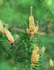 young Flowering pine buds. drug in alternative medicine. Branches of Scots pine covered with yellow pollen, male gender. spring season