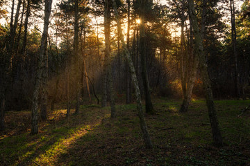 Beautiful moody forest warm soft lights and sun rays