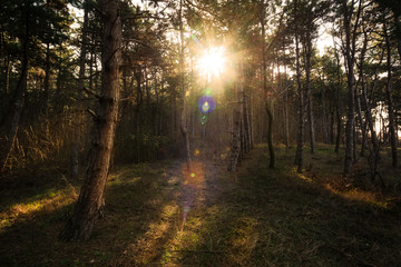 Obraz premium Beautiful moody forest warm soft lights and sun rays