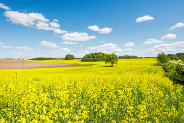 Obraz premium Beautiful green nature landscape of Europe