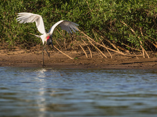 A jabiru, Jabiru mycteria, with nesting material in its beak, prepares to take flight from the edge of the Cuiaba River.