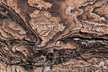 fondo de corteza de pino