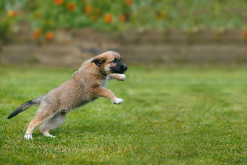 Puppy dog jumping and playing on grass