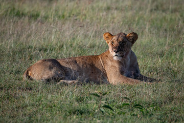 side profile of a lioness