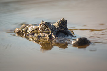 Head of a caiman, Caiman latirostris, submerged in the water in the Cuiaba River.