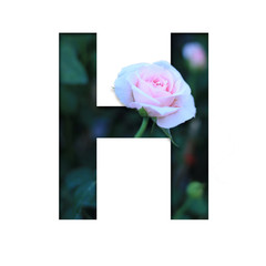 Font with flower H made form flower for desing decoration