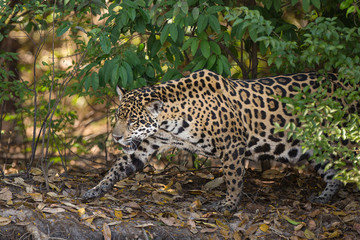 A jaguar, Panthera onca, walking through the jungle in the Pantanal region of Brazil.