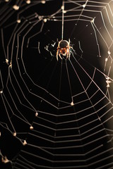 spider on web