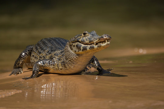 Portrait of a caiman, Caiman latirostris, on the bank of the Cuiaba River.