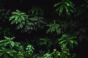 Fototapeta na wymiar A green bush with dark background on a cloudy day