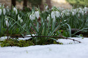 Close up of a group of Snowdrops growing between the last snow, Galanthus nivalis