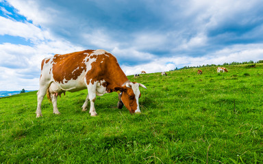 Fototapeta na wymiar cows on a mountain meadow, Pieniny, Poland