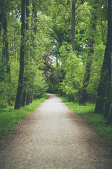 Obraz premium Camino en el bosque