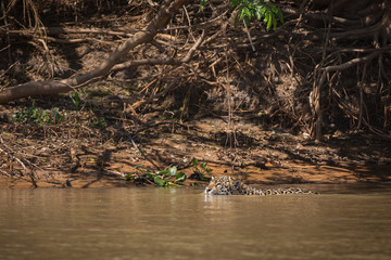 A jaguar, Panthera onca, swimming in the Cuiaba River, Brazil.