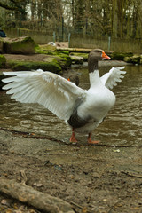 Obraz premium Wildpark