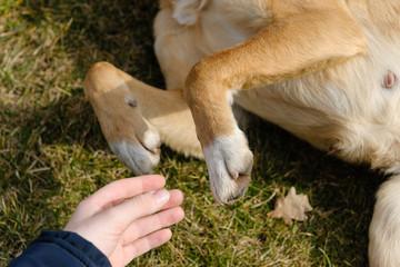 The boy wants to take a pretty red mongrel by the paw, the mongrel trusts. Concept - trust