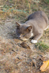 Cat in the grass