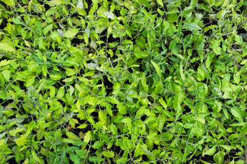 Top view to tomato seedling in tray for sprout in greenhouse