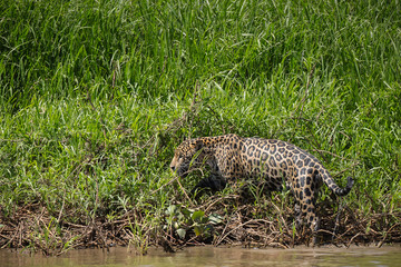 Fototapeta na wymiar A jaguar, Panthera onca, emerges wet from the Cuiaba River, Brazil.