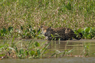 A jaguar, Panthera onca, getting into the water of  the Cuiaba River, Brazil.