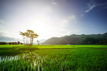 Scene of a ricefied in a rural area in Pacitan regency
