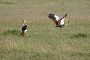 two crowned cranes in the grasses of the Masai Mara