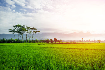 Scene of a ricefied in a rural area in Pacitan regency