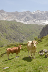 Fototapeta na wymiar Vaches Cirque de Troumouse Hautes Pyrénées France