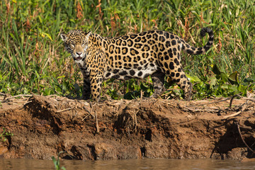 A jaguar, Panthera onca, standing on the edge of the Cuiaba River, Brazil.