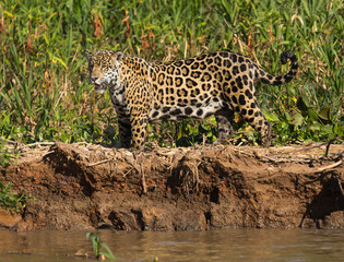 Fototapeta na wymiar A jaguar, Panthera onca, standing on the edge of the Cuiaba River, Brazil.