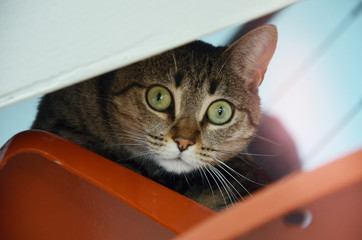 Chat caché