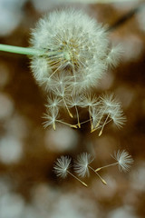 white dandelion and its seeds on an abstract background. reproduction of flowers.