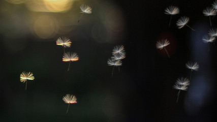 beautiful light seeds of a dandelion flower circling in the air on the background of the sunset sky...