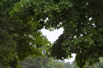 Shape of heart from leaves