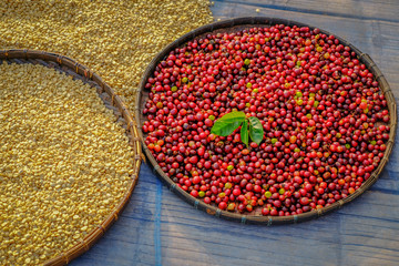 Arabica coffee bean cherries in harvesting season, organic coffee production