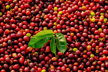 Flatlay of Arabica coffee bean cherries, organic coffee harvesting in plantation