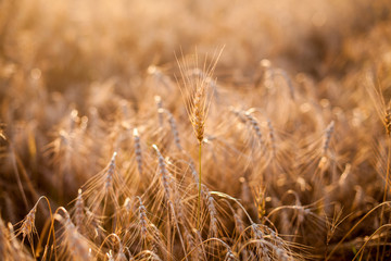 Fototapeta premium field of wheat