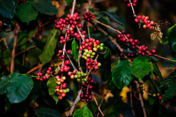 Arabica coffee cherries on tree in harvesting season from organic coffee plantation, Chiangrai, Thailand