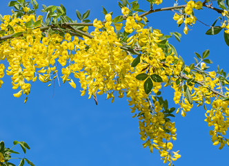 Blühender Goldregen, Laburnum, im Frühling