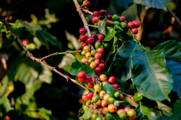 Arabica coffee cherries on tree in organic cofffee plantation