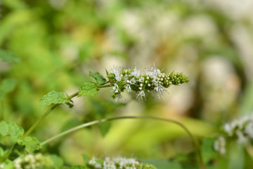 Common mint