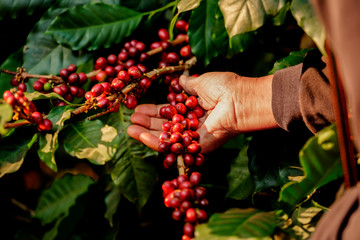 Arabica coffee bean cherries on tree being harvested, hand of farmer picking ripe coffee  cherries, organic coffee plantation in Chiangrai, Thailand