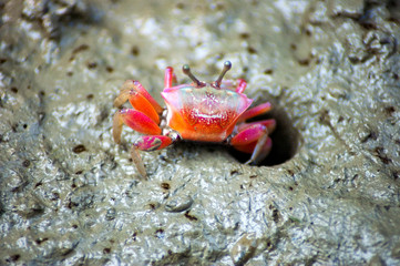 Crabs in a muddy beach