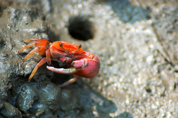 Crabs in a muddy beach