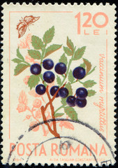 ROMANIA - CIRCA 1964: stamp 1.20 Romanian leu printed by Romania, shows fruiting plant Blueberry...
